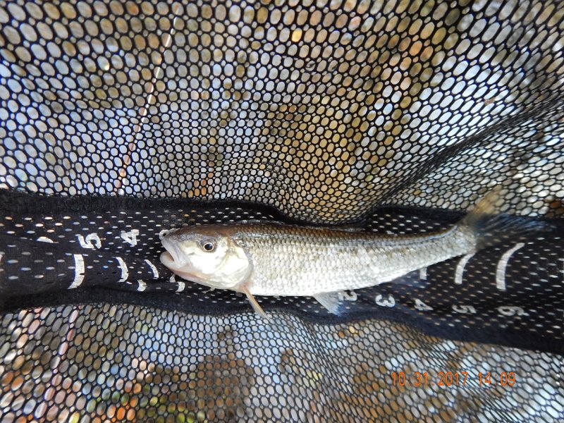 DSCN2745 (1).jpg - Errr....can we call this a "Sheaffer Run Make Believe Trout"?  We caught a few of these and they fought really hard.  Shame they are so ugly.
